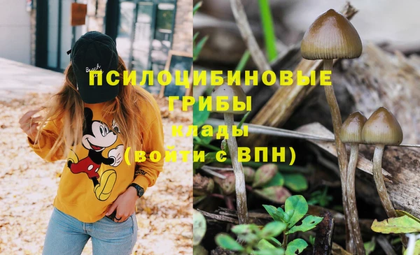 стаф Арсеньев