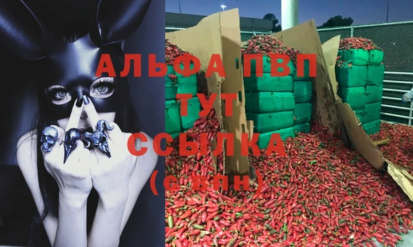 стаф Арсеньев